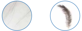 毛发、羽毛.png